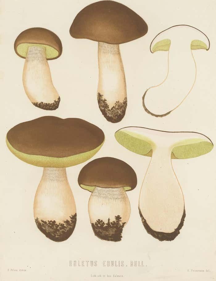 Antique Mycology Print Of Boletus Edulis By E.M. Fries, Circa 1860 photo furniture