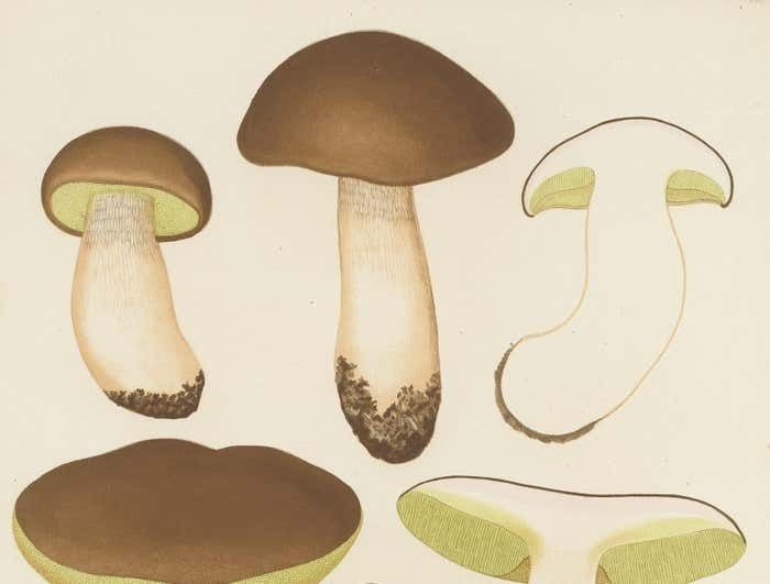Antique Mycology Print Of Boletus Edulis By E.M. Fries, Circa 1860 photo Art