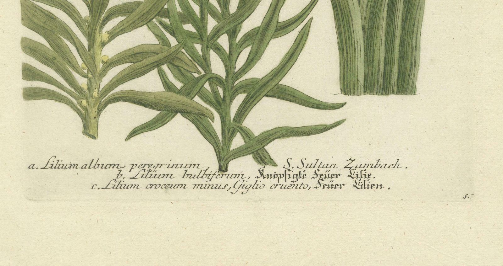 Botanical Elegance: Antique Engravings From Johann Weinmann's Masterpiece, 1748 photo furniture