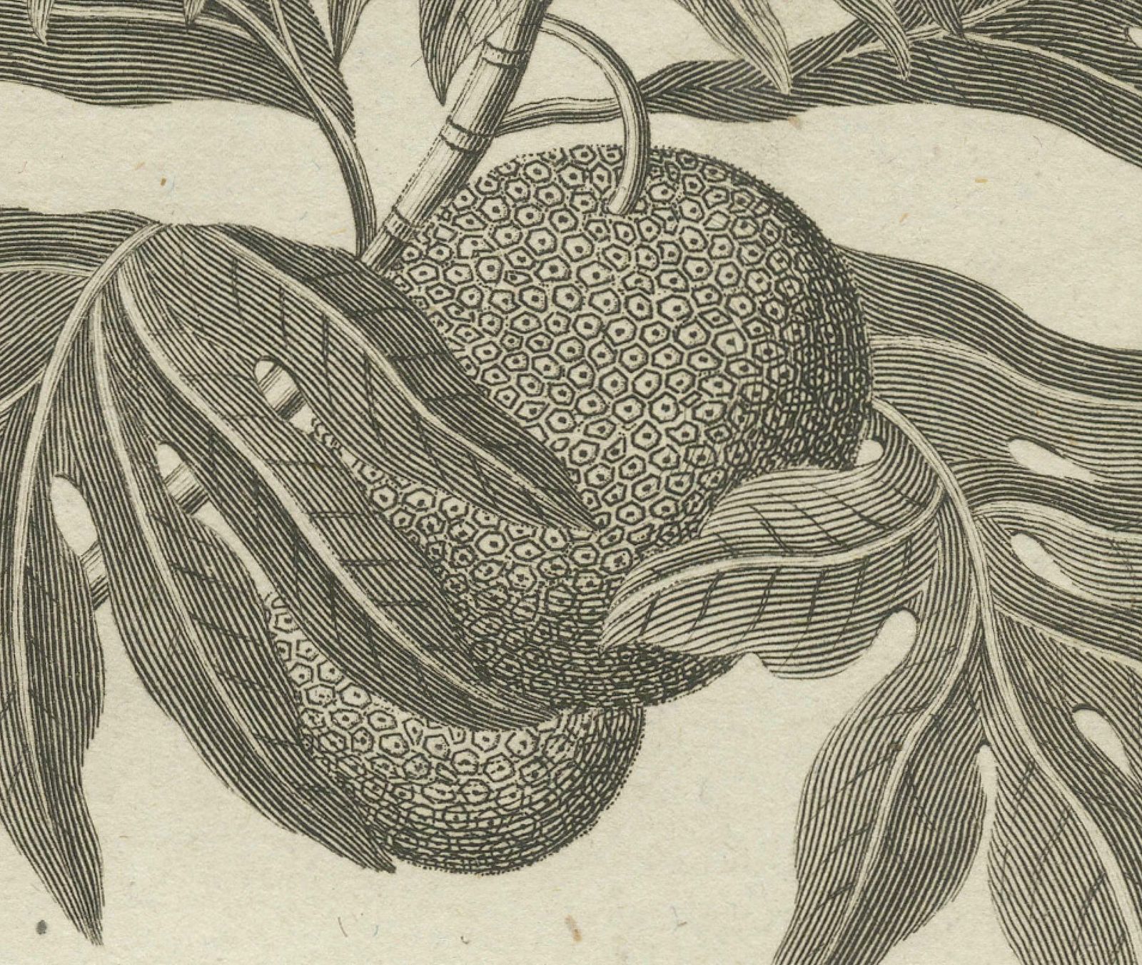 The Breadfruit Tree And Gorget: Symbols Of Life And Leadership In The Pacific photo Art