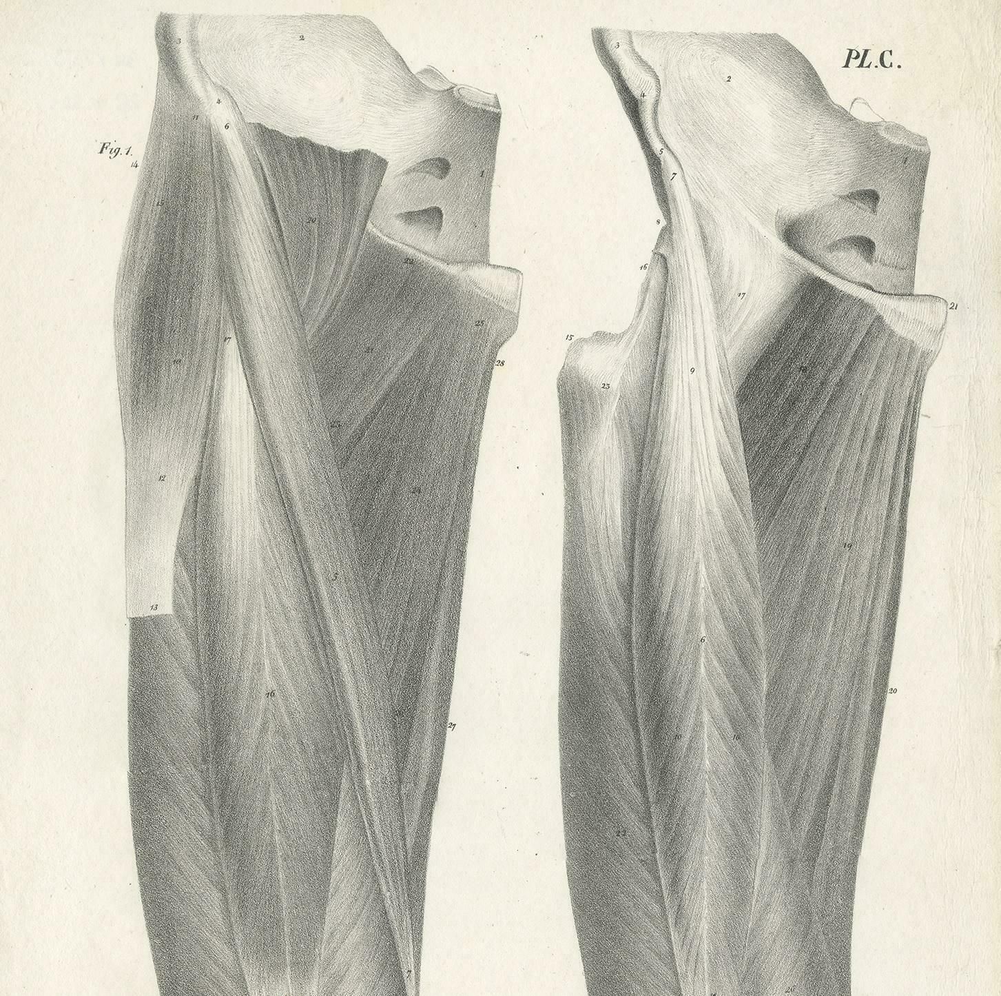 Pl. C Antique Anatomy / Medical Print Of The Thigh By Cloquet '1821 photo for sale