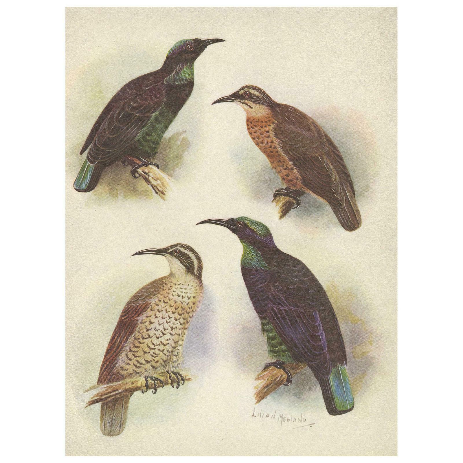 Antique Print Of The Queen Victoria Rifle Bird And The Rifle Bird, 1950