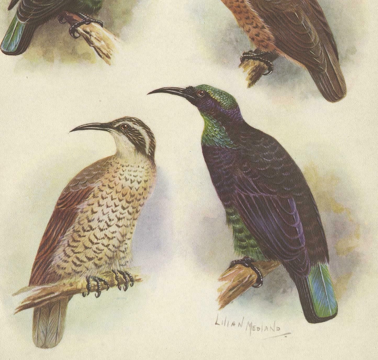 Antique Print Of The Queen Victoria Rifle Bird And The Rifle Bird, 1950 photo for sale