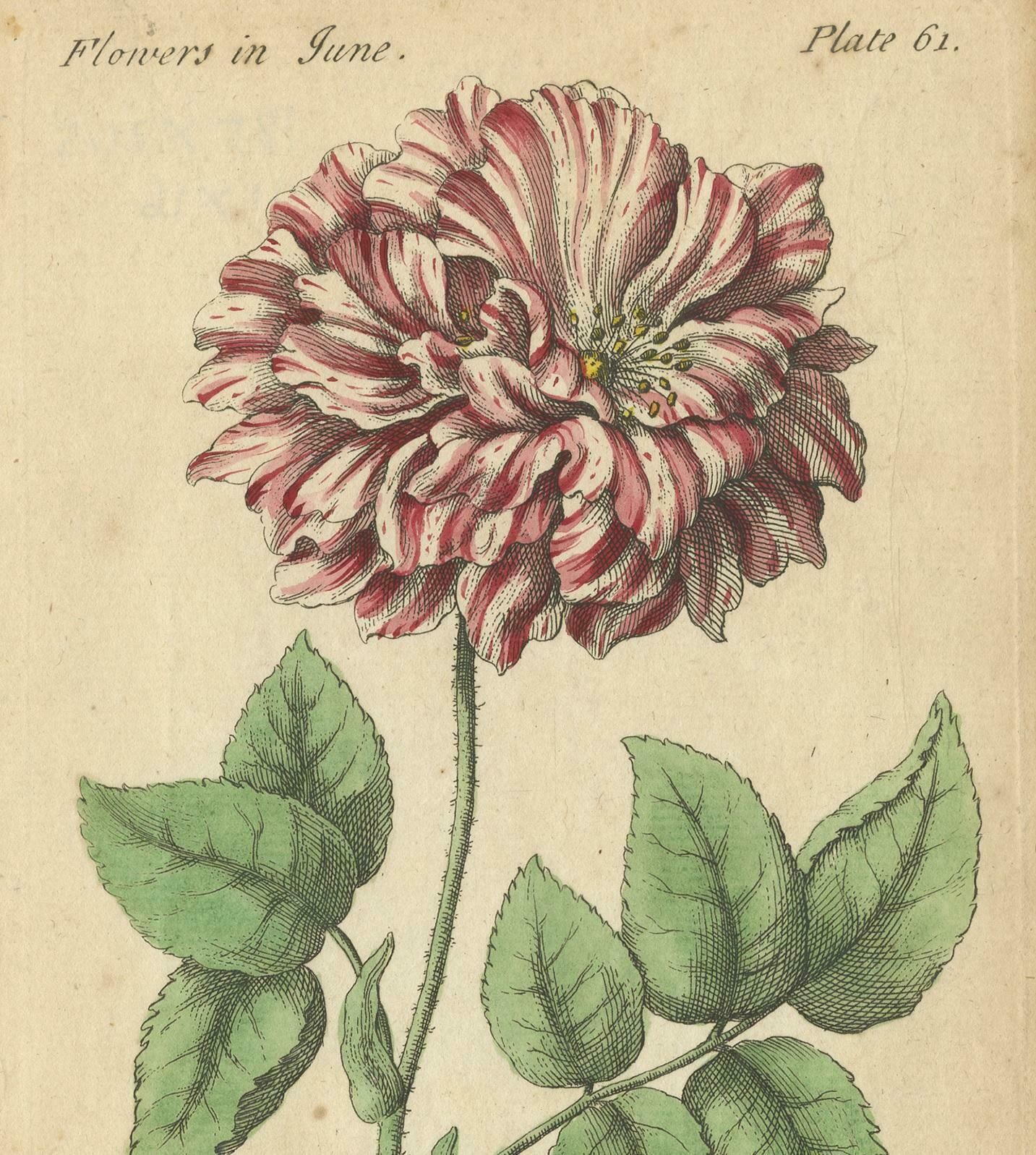 Antique Print Of The Mountain Lily And Rosa Mundi, 1747 photo 382.0