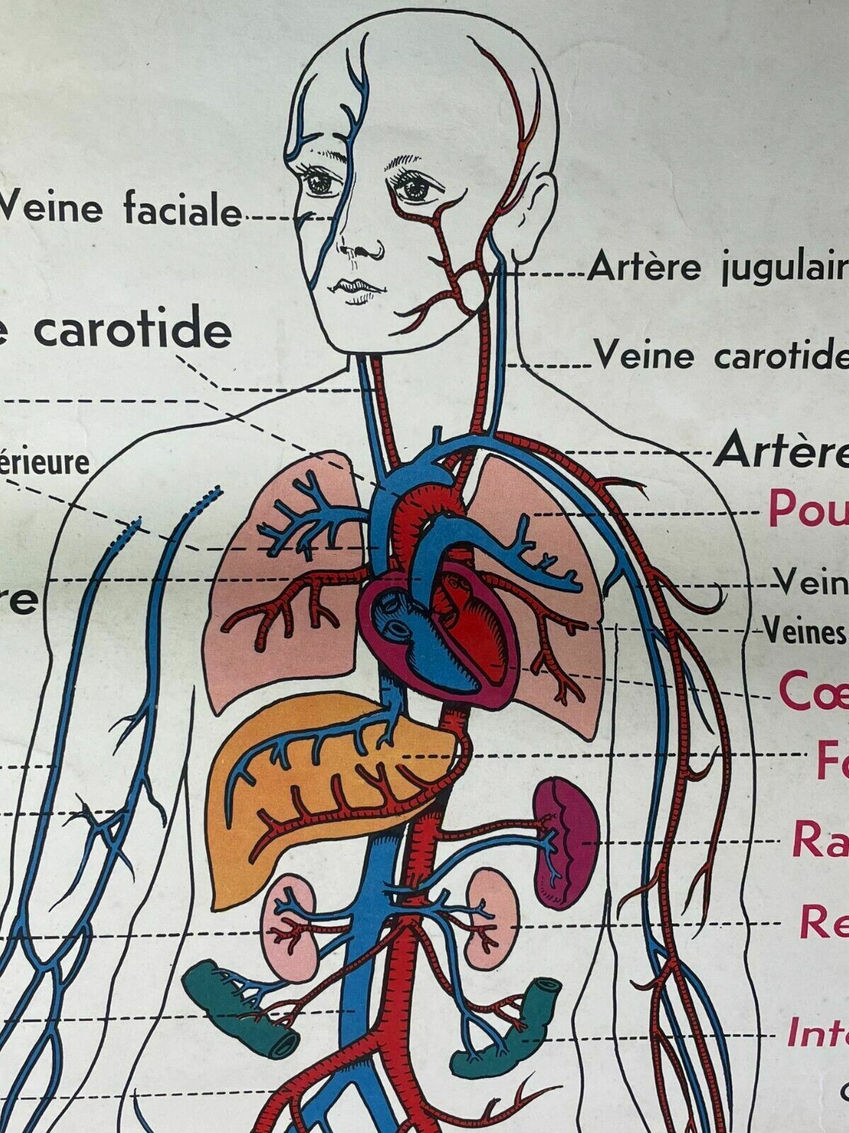 Vintage French Rossignal Anatomical Medical Poster Circulation photo furniture