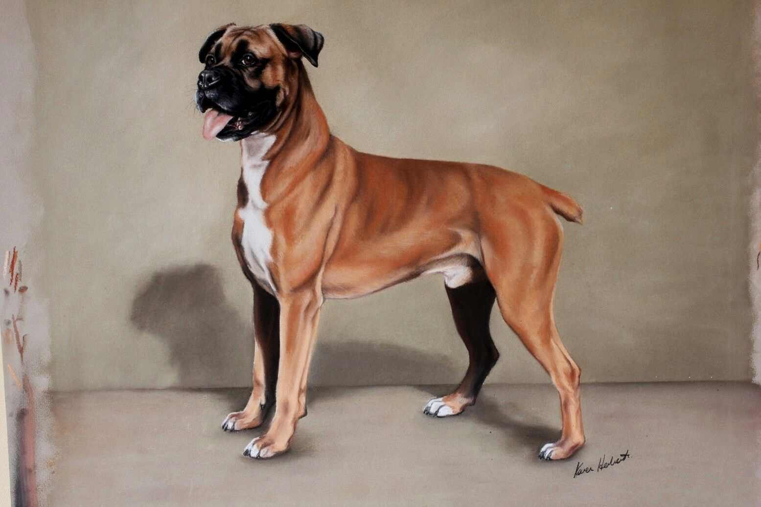 photo for sale Boxer Dog Pastel Painting By Karen Herbert Animal Artist