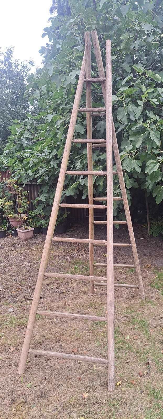 Single French 3 Metre Tall Orchard Ladder photo furniture