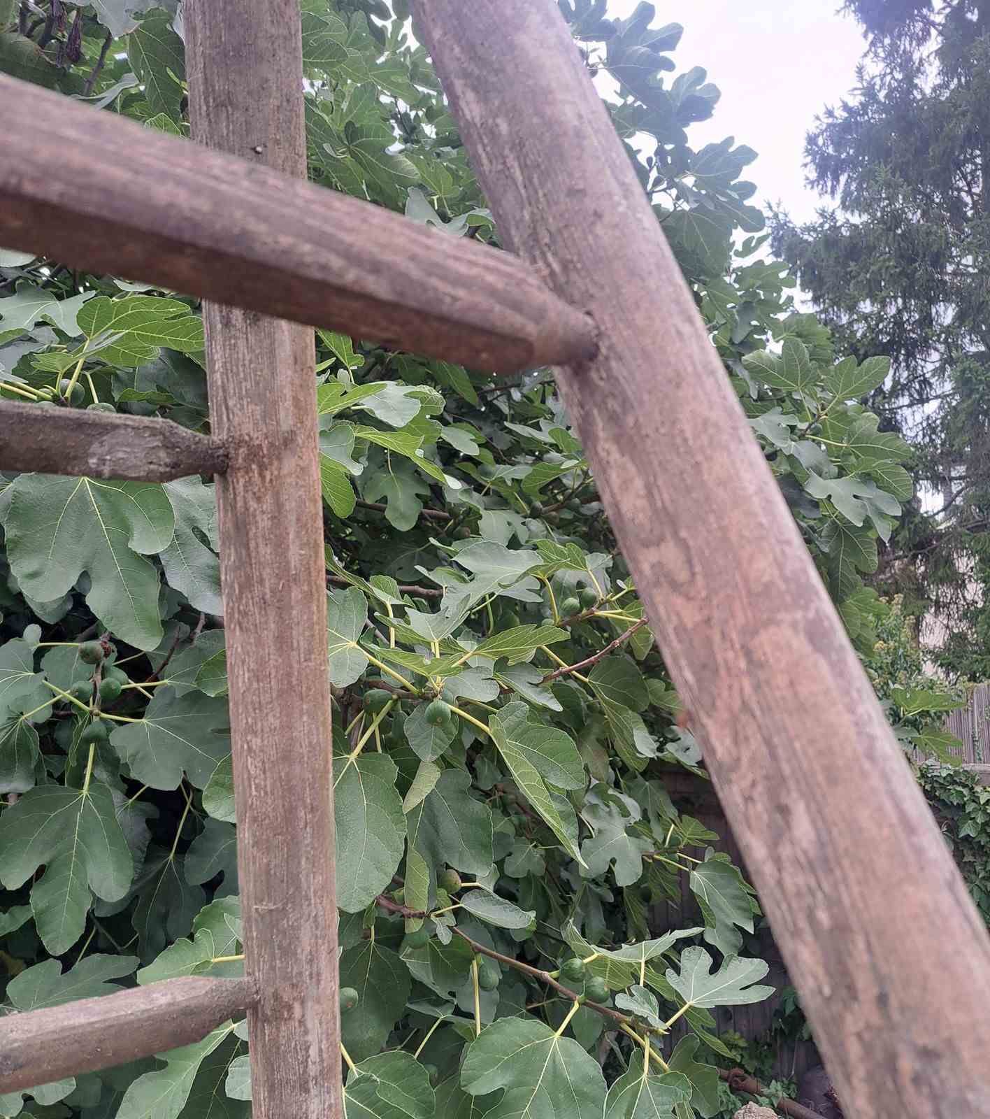 Single French 3 Metre Tall Orchard Ladder photo 175.0