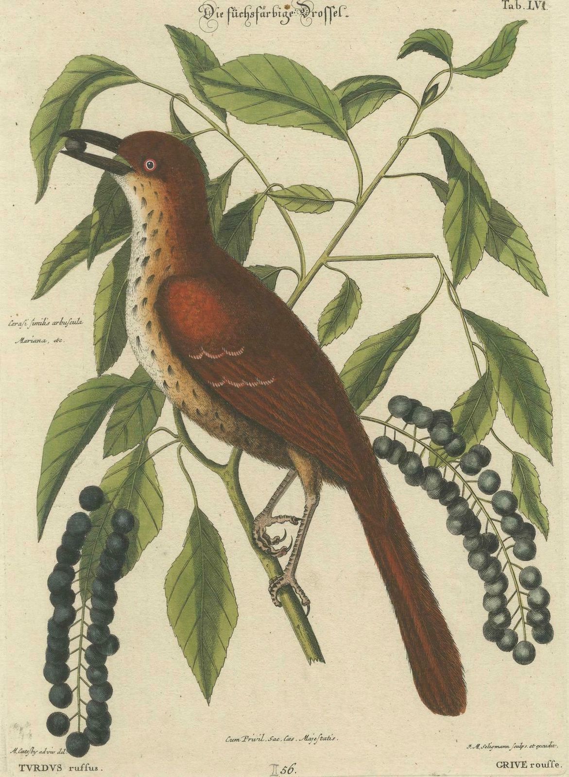 Original Antique Hand Colored Engraving Of The Fox Colored Thrush, 1749 photo furniture