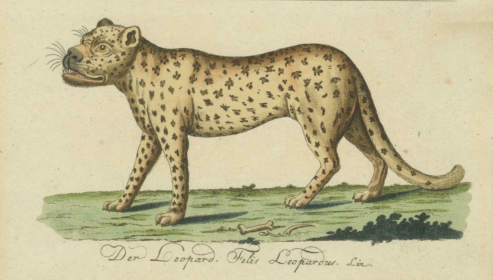 Natural History Illustrations: Amphibians, Reptiles, And Mammals, 1793