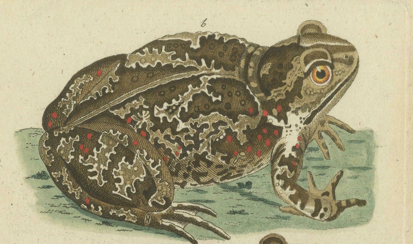 Natural History Illustrations: Amphibians, Reptiles, And Mammals, 1793 photo Art