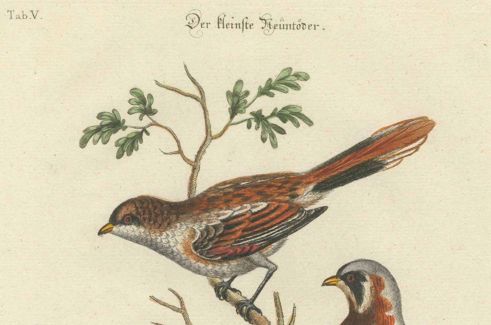 The Lesser Grey Shrike Bird In A Hand Colored Engraving, 1749 photo 643.0