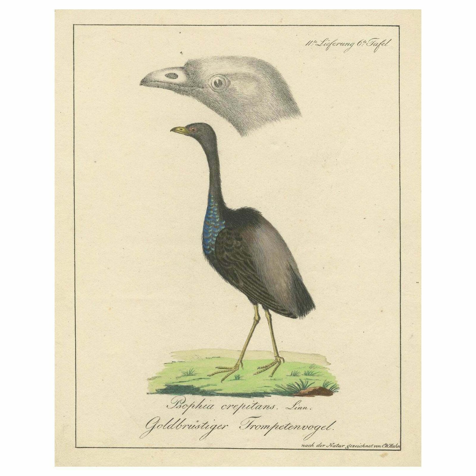 Echoes Of The Amazon: The Gold Breasted Melody, Circa 1820