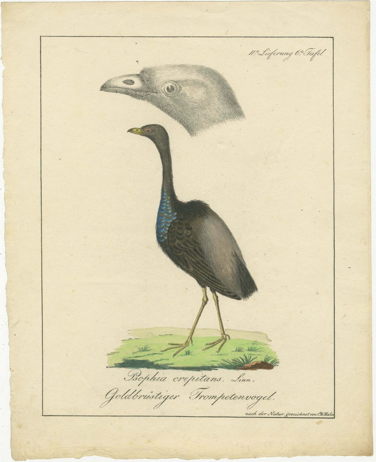 Echoes Of The Amazon: The Gold Breasted Melody, Circa 1820 photo furniture