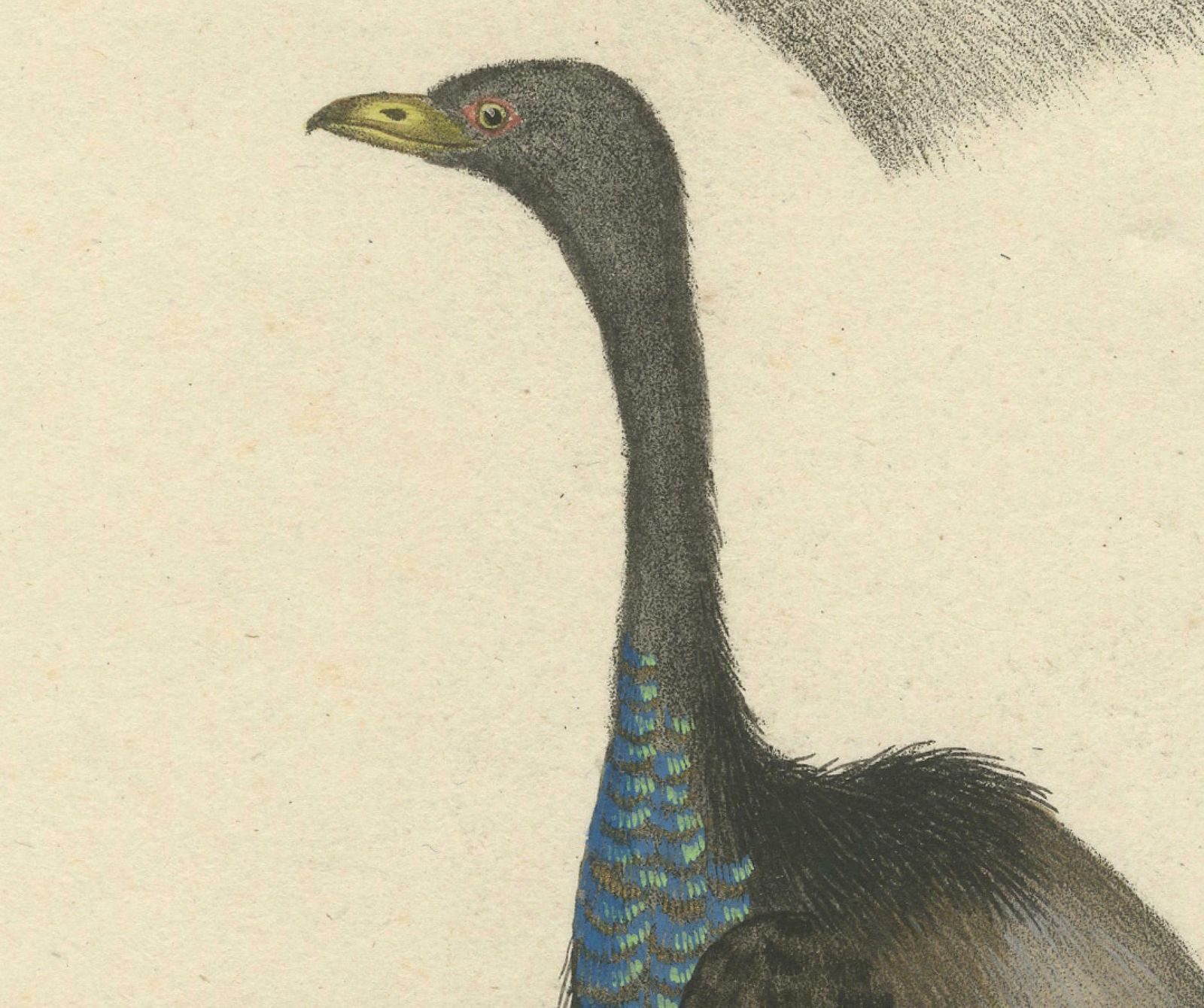 Echoes Of The Amazon: The Gold Breasted Melody, Circa 1820 photo Art