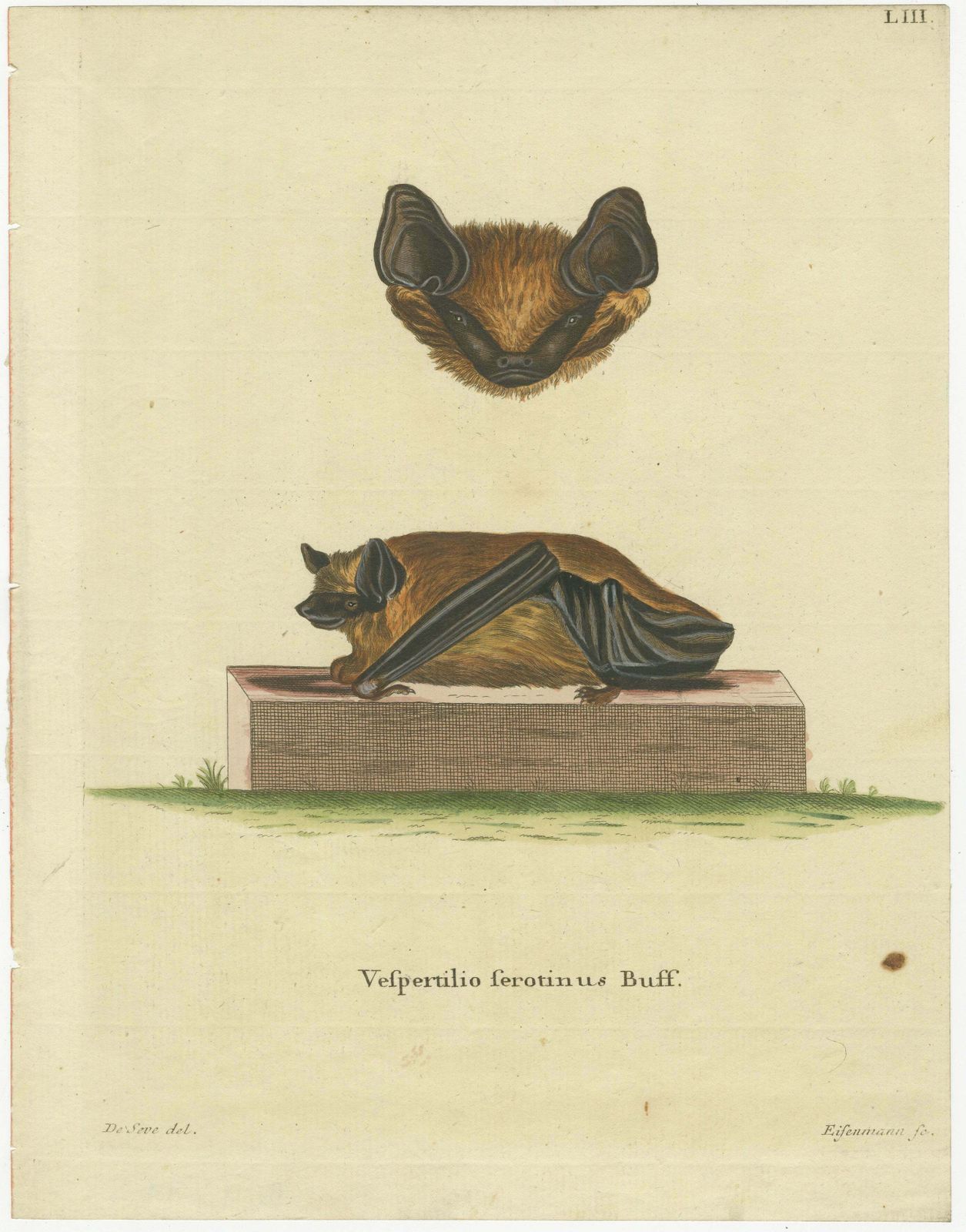 Elegance In Shadow: The Asian Parti Colored Bat Engraved, 1775 photo furniture