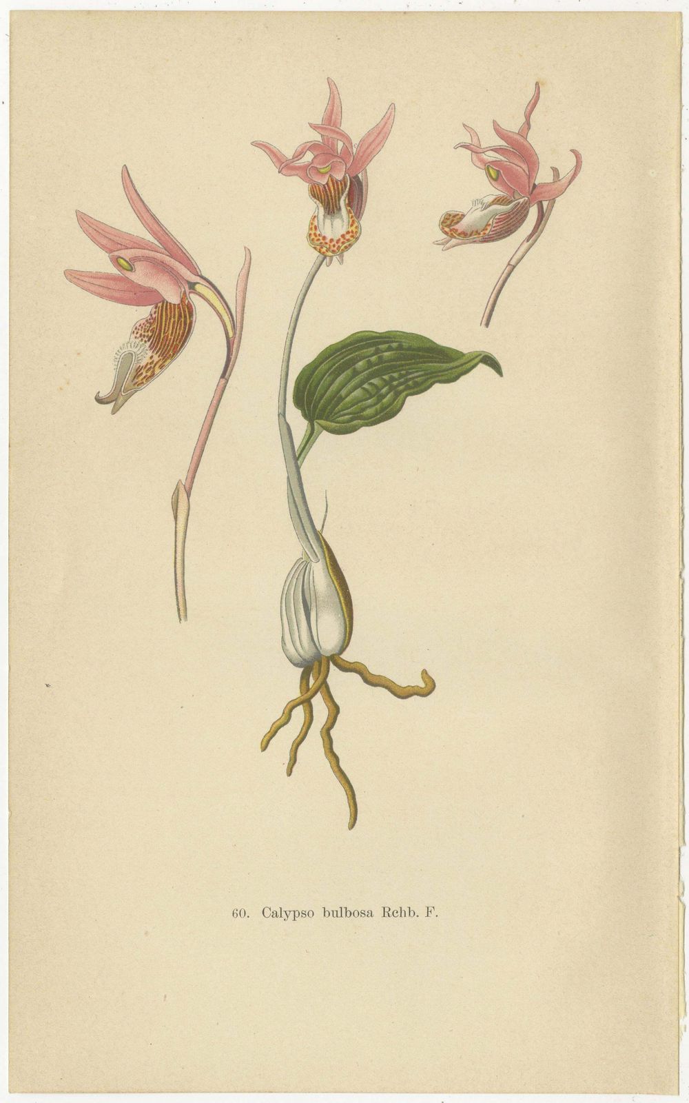 Historic Orchids: A 1904 Catalogue Illustration photo furniture