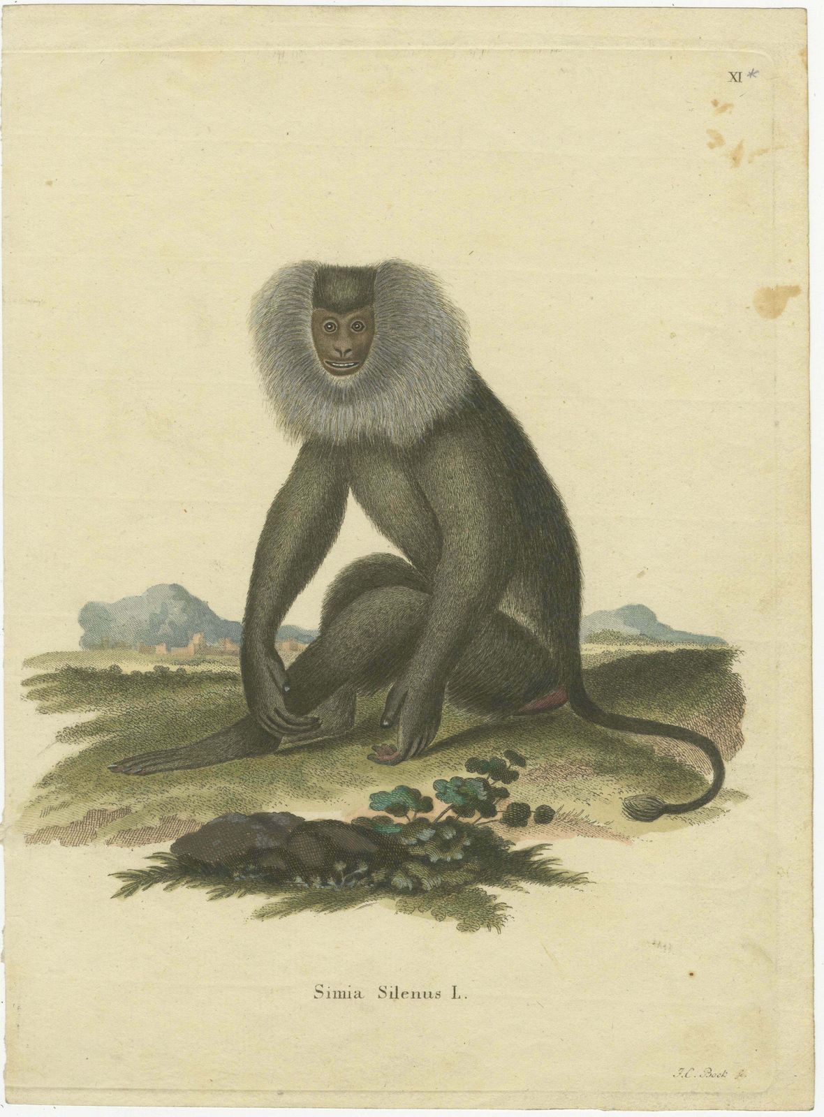 Lion Tailed Macaque   A Portrait Of Wild Majesty Engraved, Circa 1850 photo furniture
