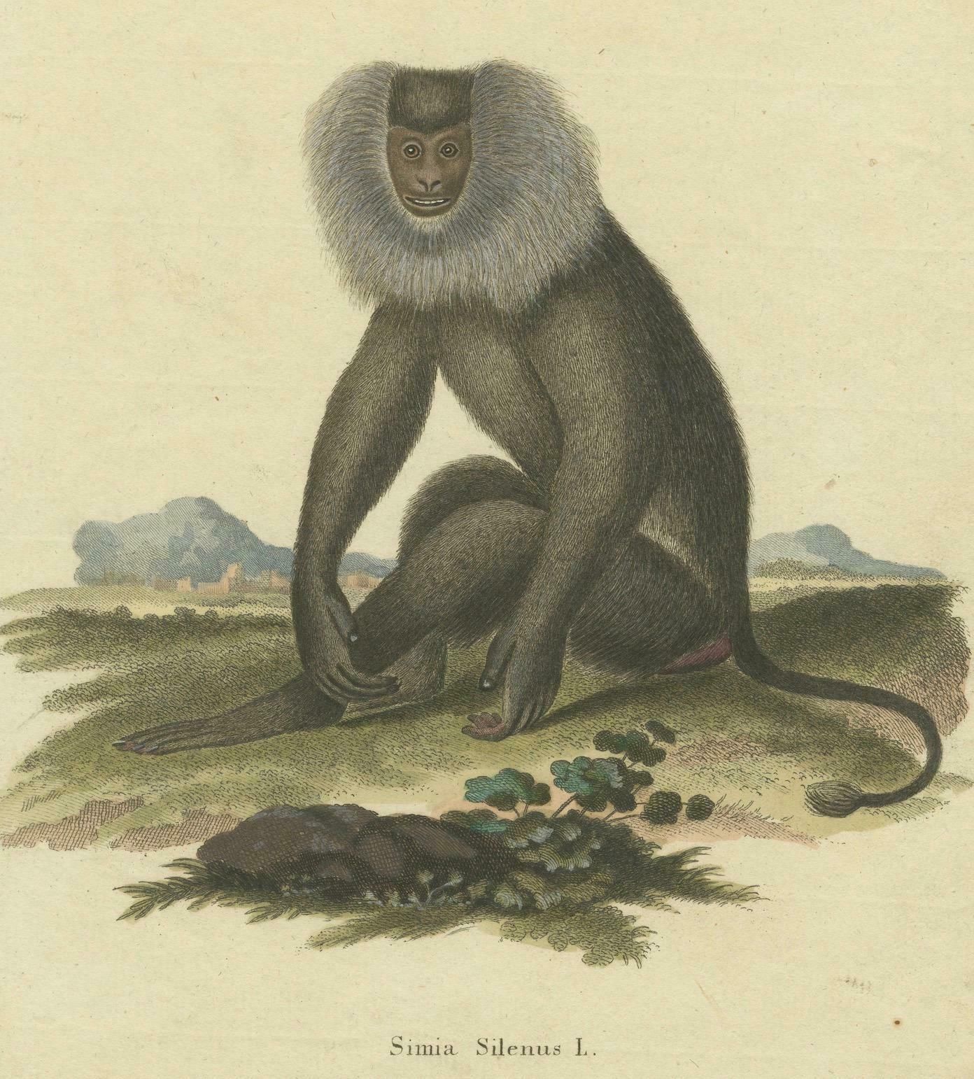 Lion Tailed Macaque   A Portrait Of Wild Majesty Engraved, Circa 1850 photo for sale