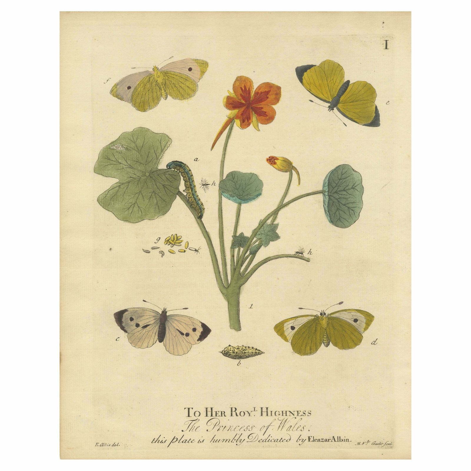 Elephant Hawk Moth And Bedstraw From A Natural History Of English Insects, 1749