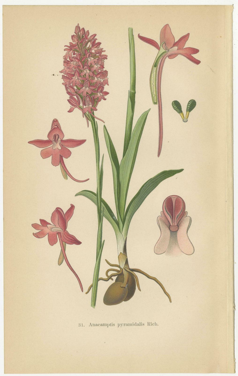 Orchids Of Germany And Adjacent Regions: A Visual Archive, 1904 photo Art