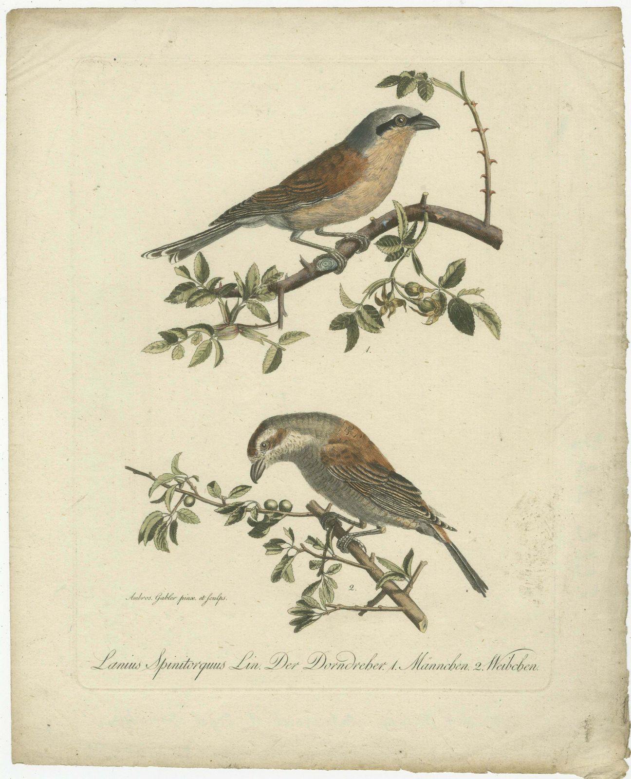 Shrikes In Natural Harmony: A Study Of Avian Elegance By Ambrosius Gabler, 1809 photo furniture