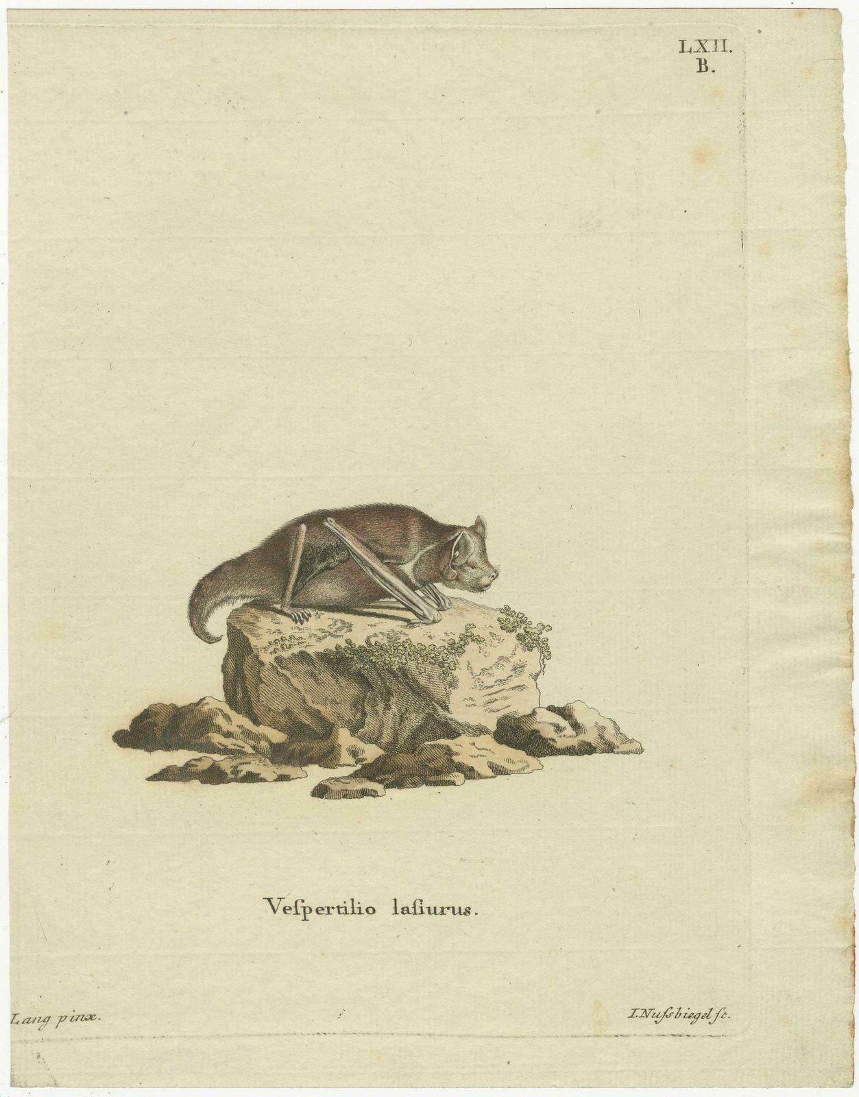 An Engraved Glimpse Into The Nocturnal Ballet Of Bats, Circa 1774 photo for sale