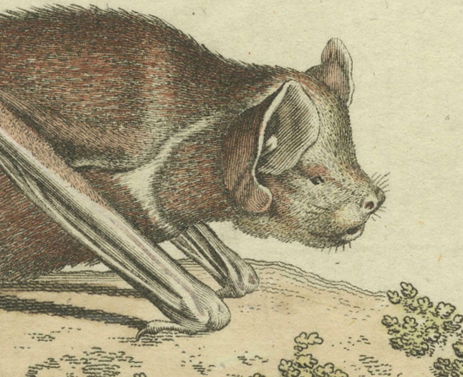 An Engraved Glimpse Into The Nocturnal Ballet Of Bats, Circa 1774 photo Art