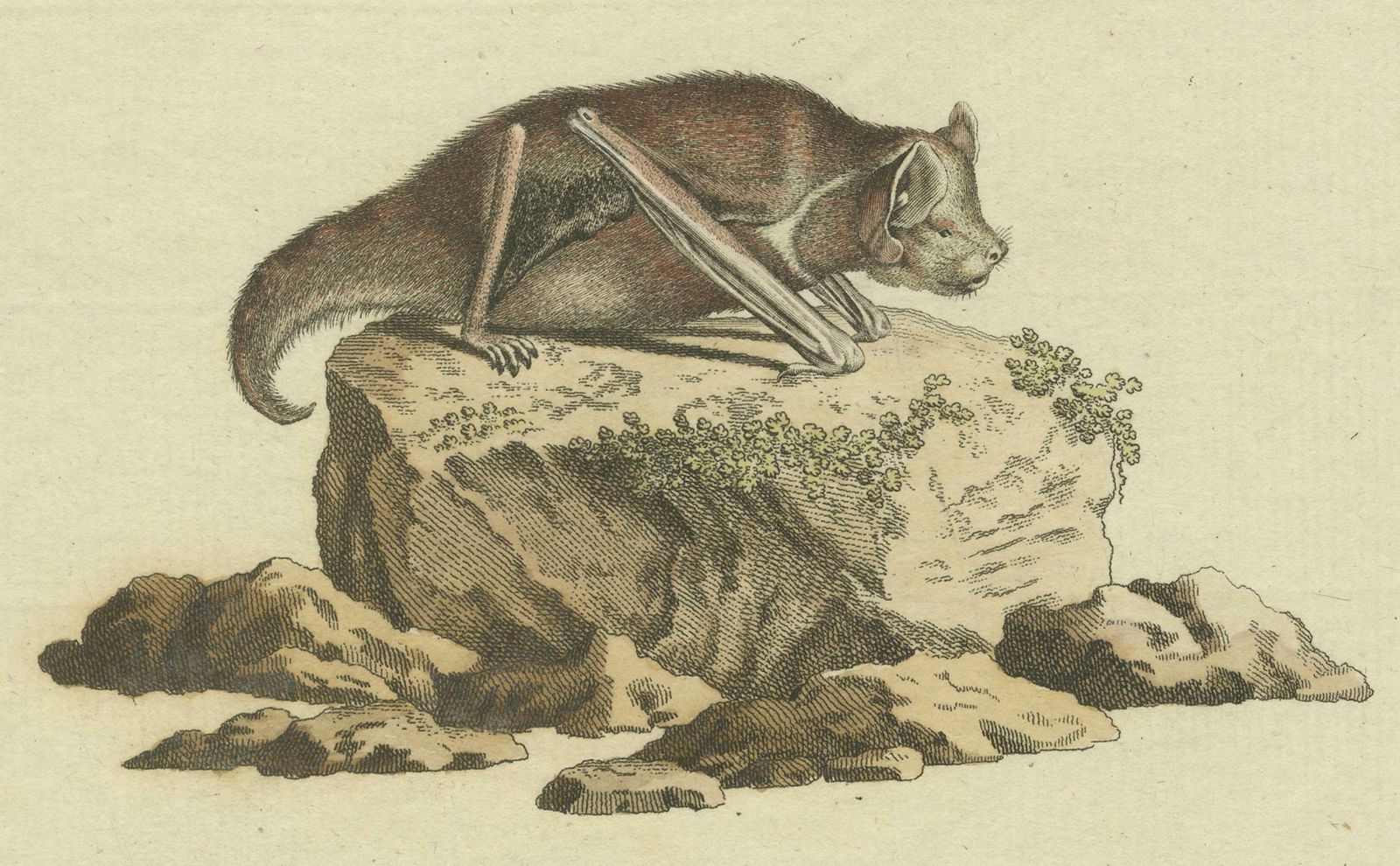 An Engraved Glimpse Into The Nocturnal Ballet Of Bats, Circa 1774 photo 185.0