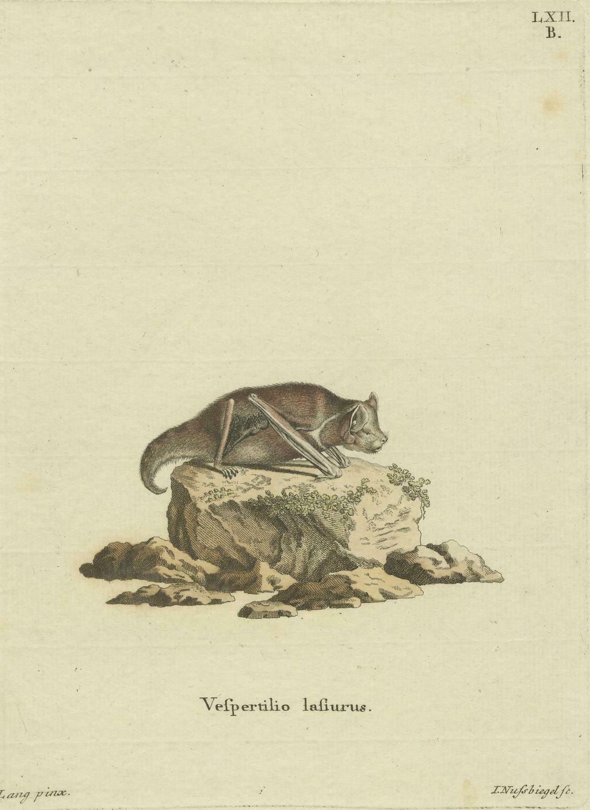 An Engraved Glimpse Into The Nocturnal Ballet Of Bats, Circa 1774 photo vinterior