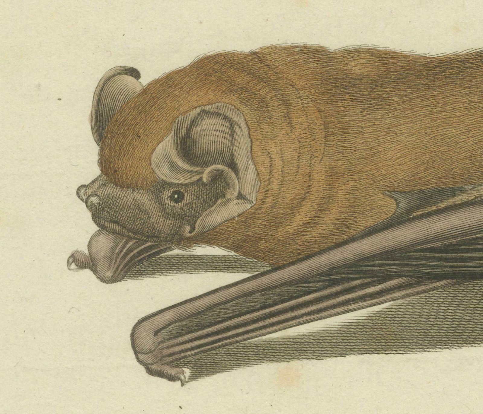 An Engraved Glimpse Into The Nocturnal Ballet Of Bats, Circa 1774 photo vintage