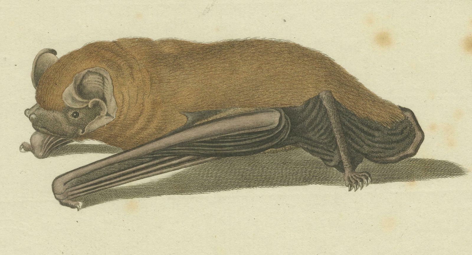 photo furniture An Engraved Glimpse Into The Nocturnal Ballet Of Bats, Circa 1774