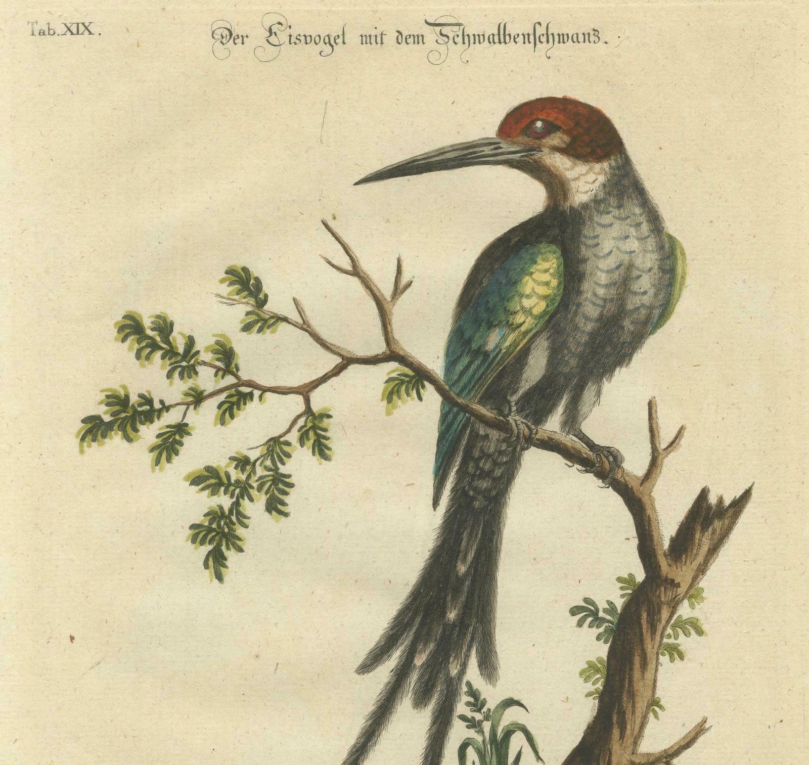 The Surinamese Kingfisher Bird With The Swallow Tail Engraved In 1749 photo Art