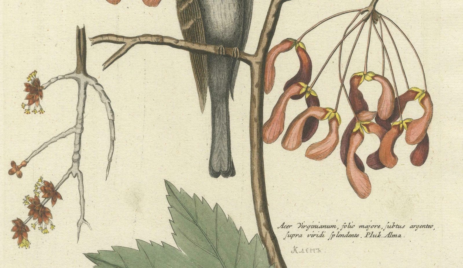 Engraving Of The American Tit Bird With Yellow Throat In Old Handcoloring, 1749 photo for sale