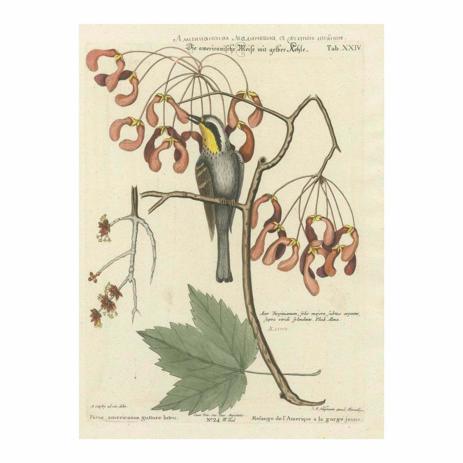 Engraving Of The American Tit Bird With Yellow Throat In Old Handcoloring, 1749 photo vinterior