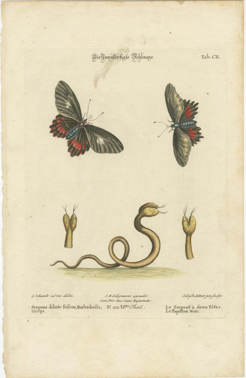 The Two Headed Serpent And The Black Butterfly, 1749 photo furniture