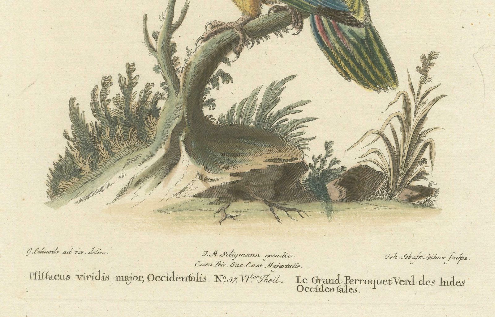 The Large Green Parrot Of The West Indies Hand Colored And Engraved, 1749 photo for sale