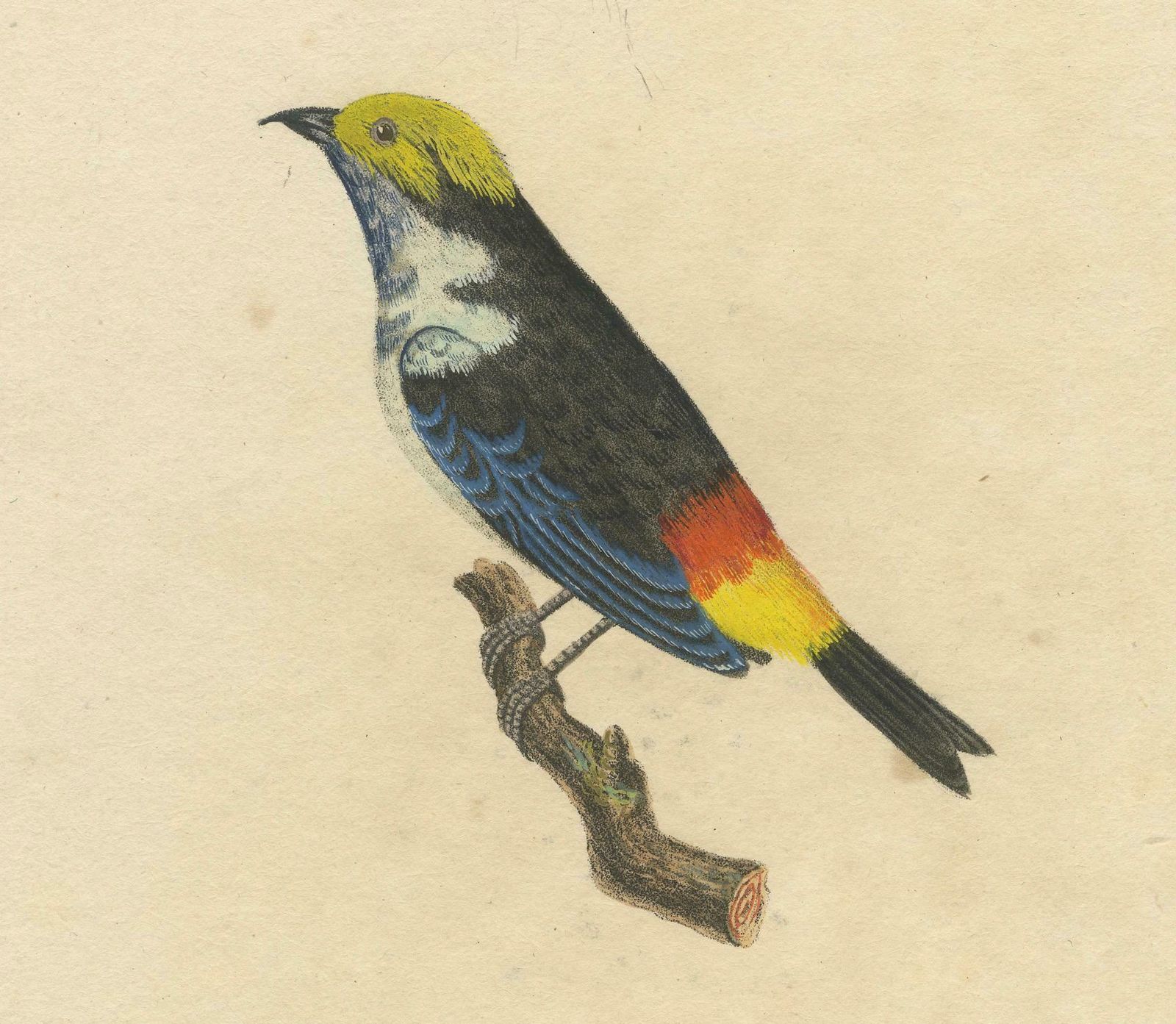 Melodic Hues: The Blue Grey Tanager Of The Tropics, Circa 1820 photo Art