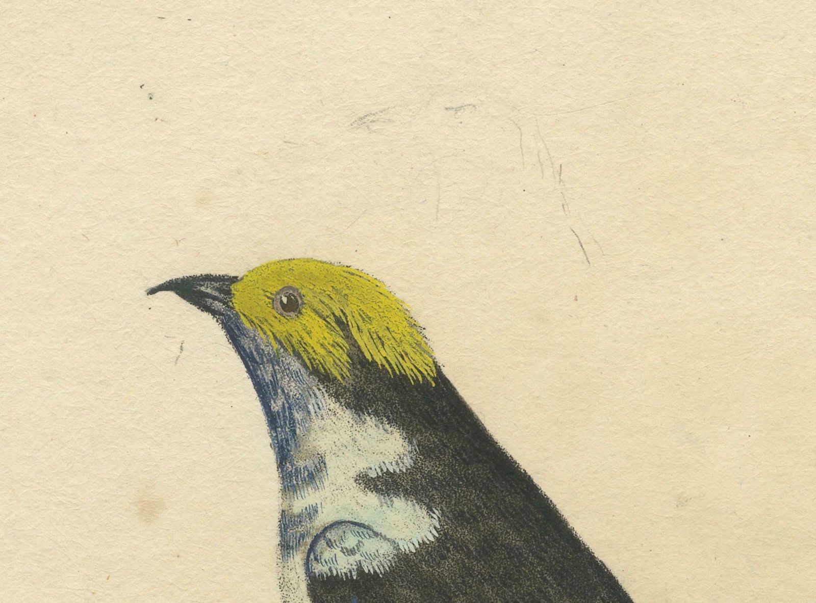 Melodic Hues: The Blue Grey Tanager Of The Tropics, Circa 1820 photo 208.0