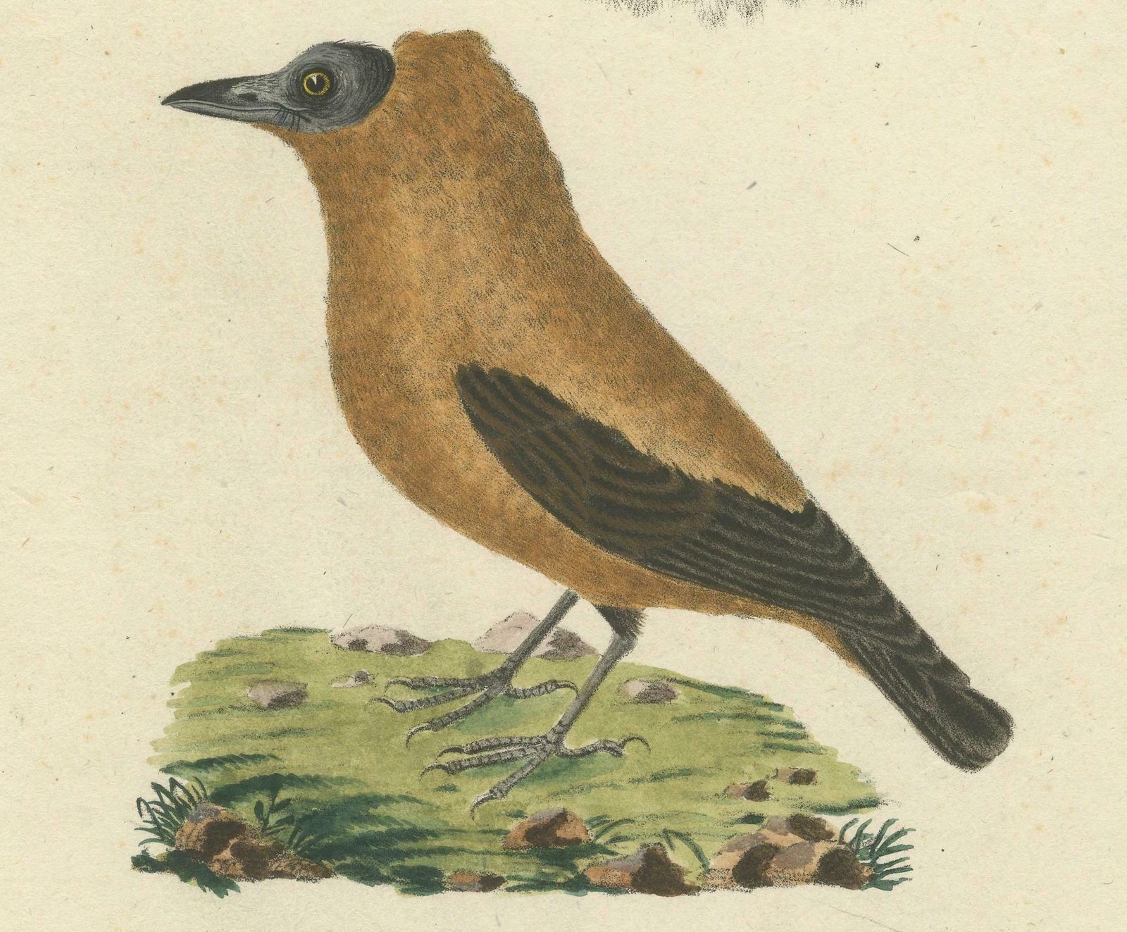 Elegant Misnomer: The Rusty Brown Bird Of Hahn's Legacy, Circa 1820 photo 250.0