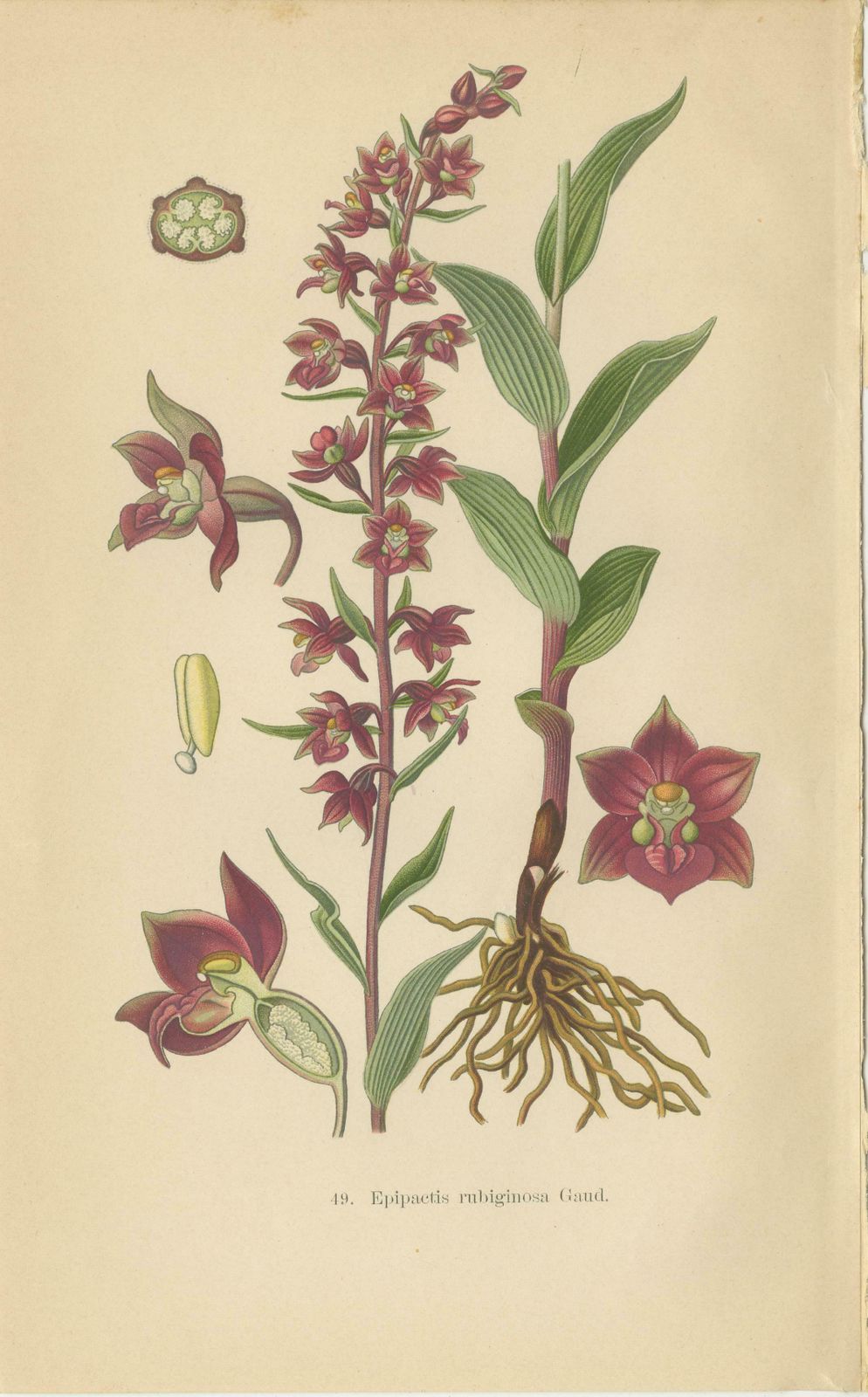 Epipactis Enchantment: A Trio Of Botanical Illustrations From 1904 photo furniture