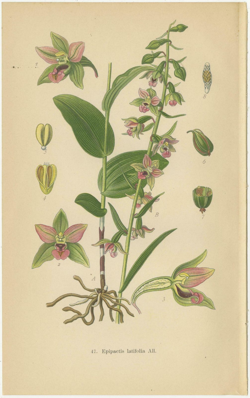 Epipactis Enchantment: A Trio Of Botanical Illustrations From 1904 photo for sale