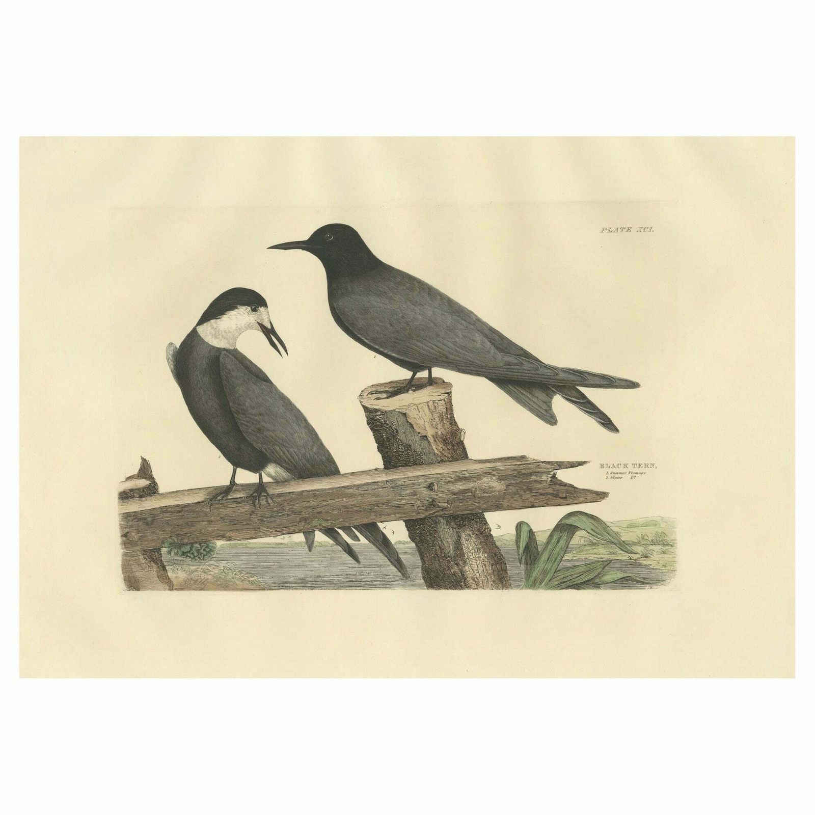Large Engraving By Selby Of The Black Tern In Seasonal Transformation, 1826