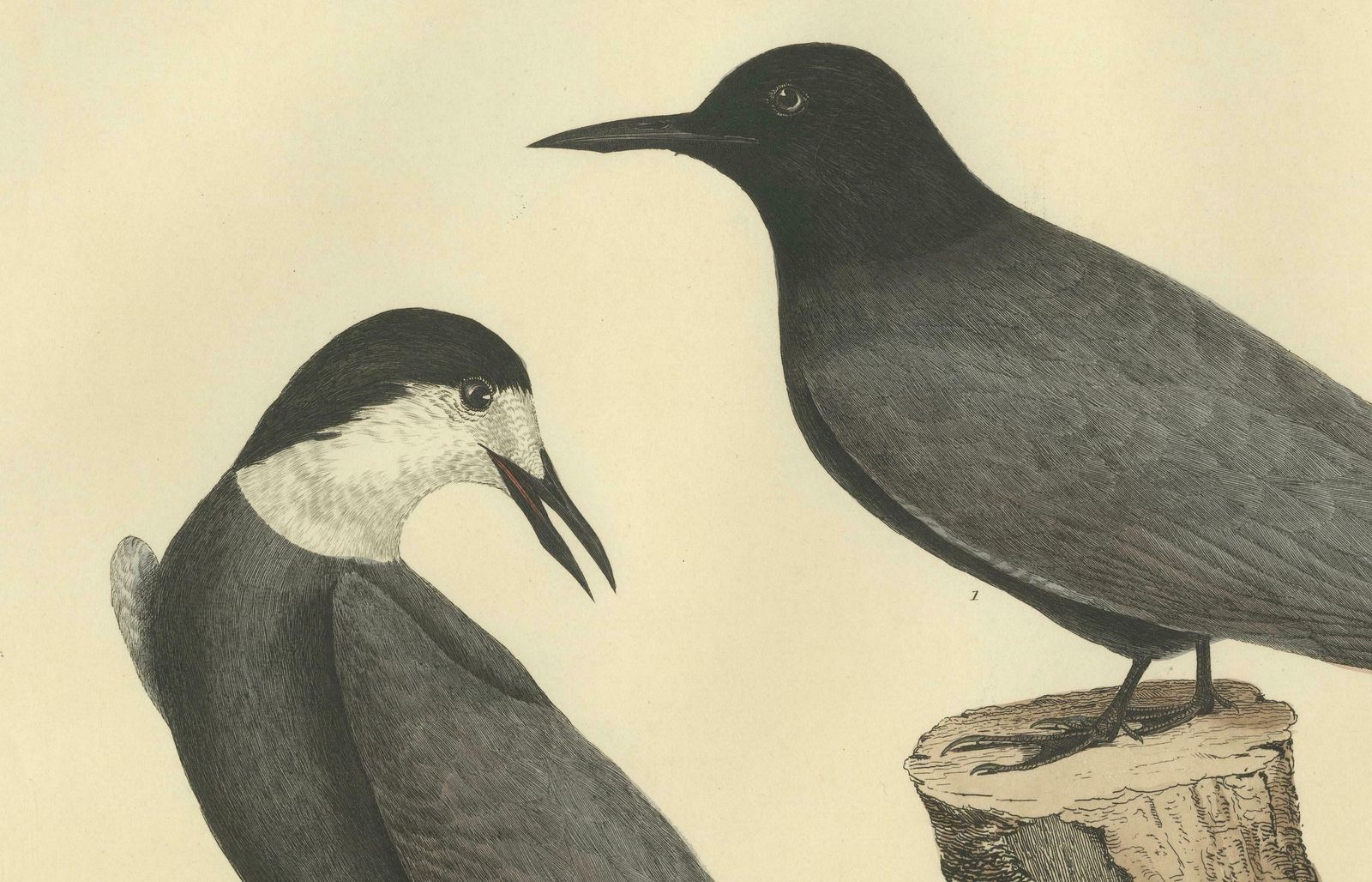 Large Engraving By Selby Of The Black Tern In Seasonal Transformation, 1826 photo 1307.0