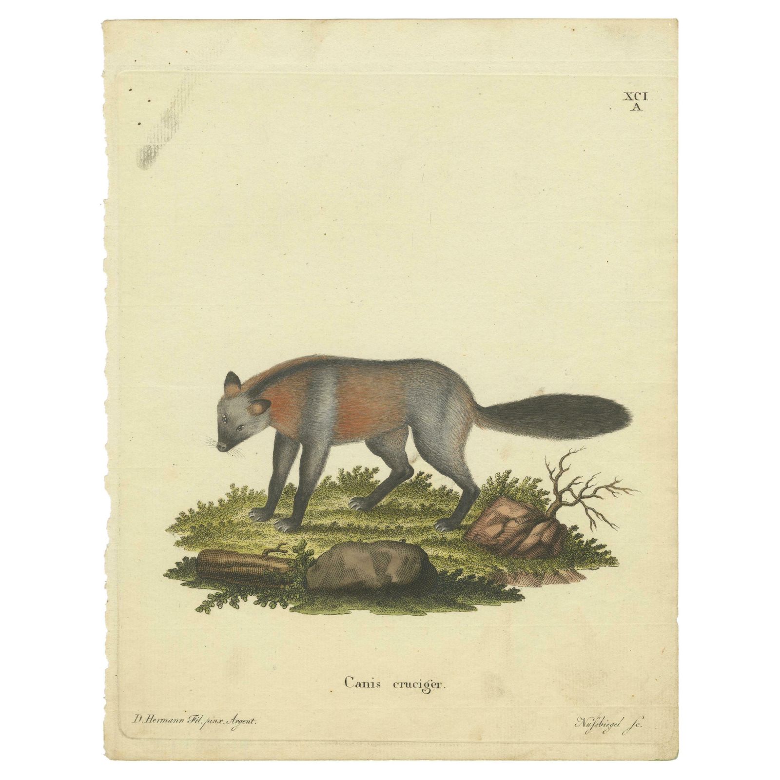 Old German Engraving Of The Canis Cruciger: The Cross Bearing Canine, 1774 photo furniture