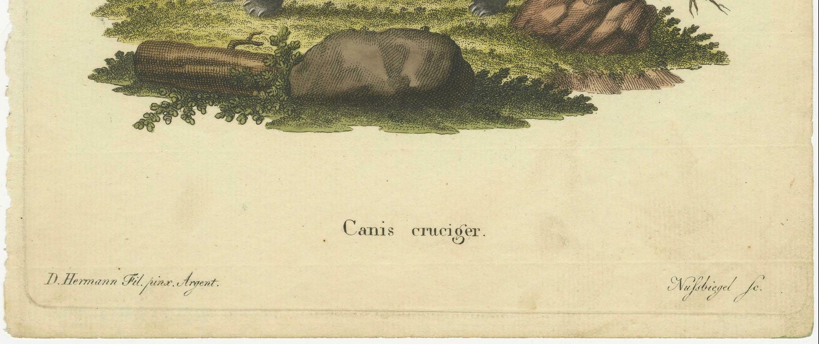 Old German Engraving Of The Canis Cruciger: The Cross Bearing Canine, 1774 photo Art