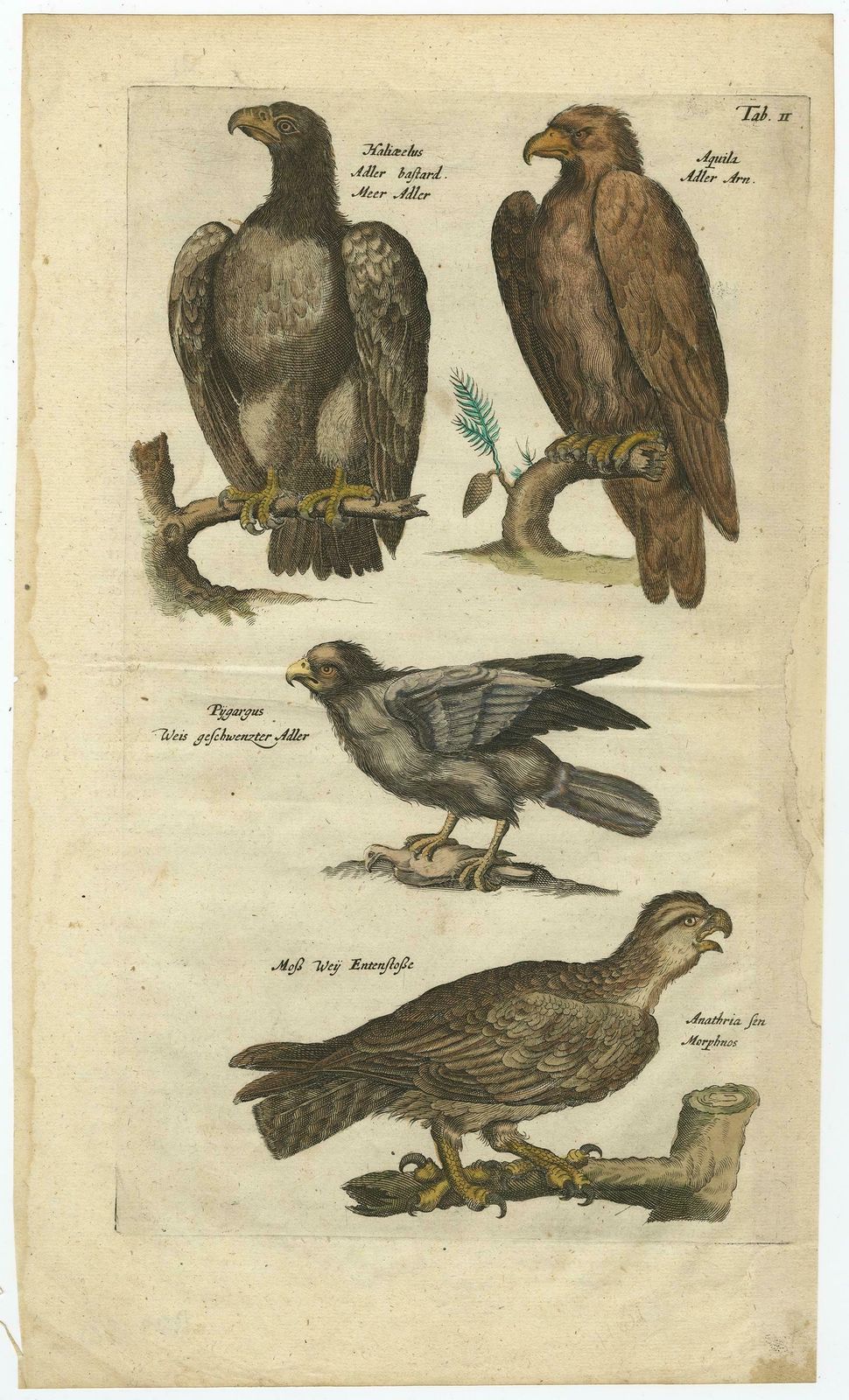 Original Antique Engraving Of Various Birds Of Prey, Like Eagles & Harrier, 1657 photo furniture