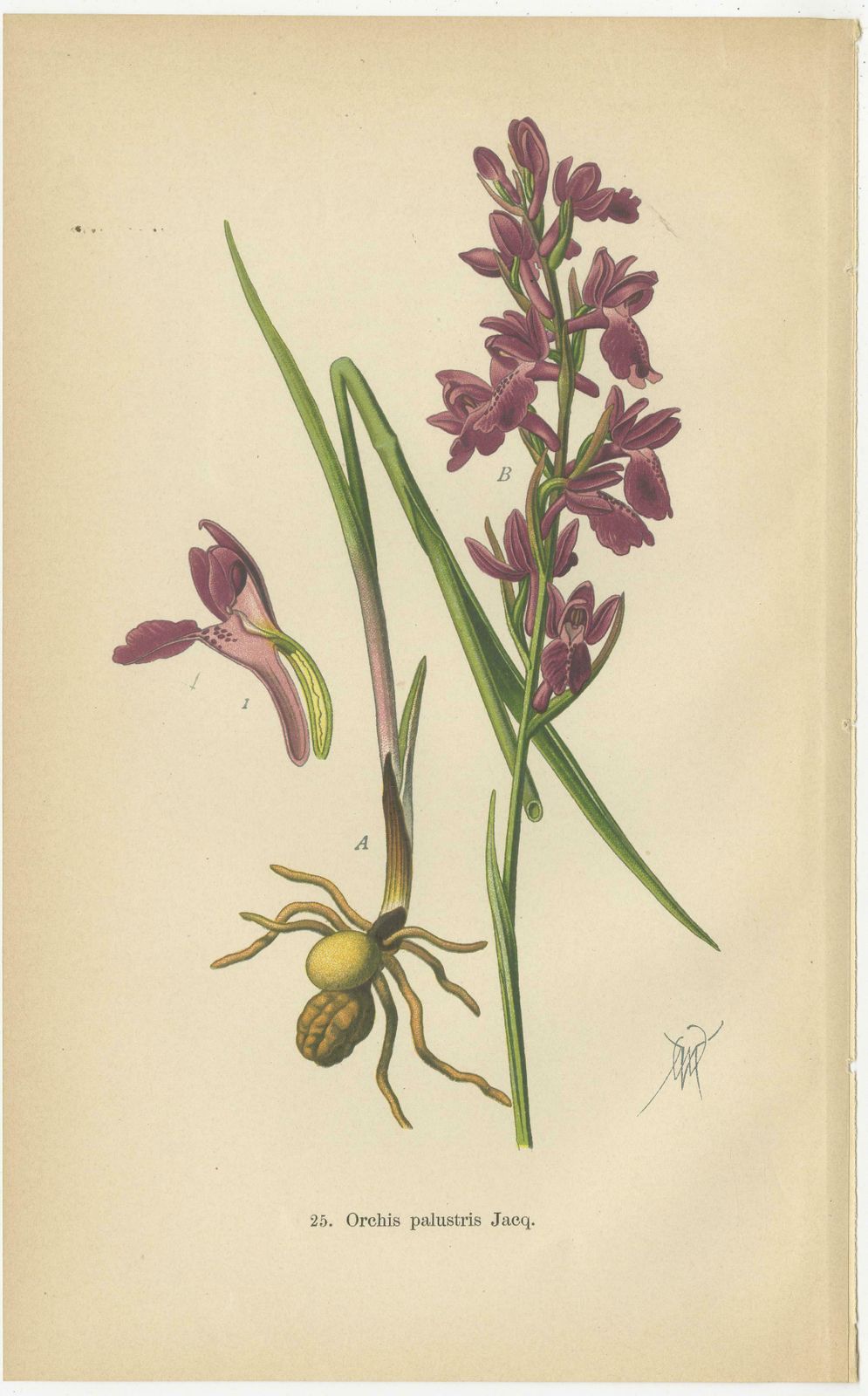 German Meadow Orchids: A Heritage Of Botanical Artistry, 1904