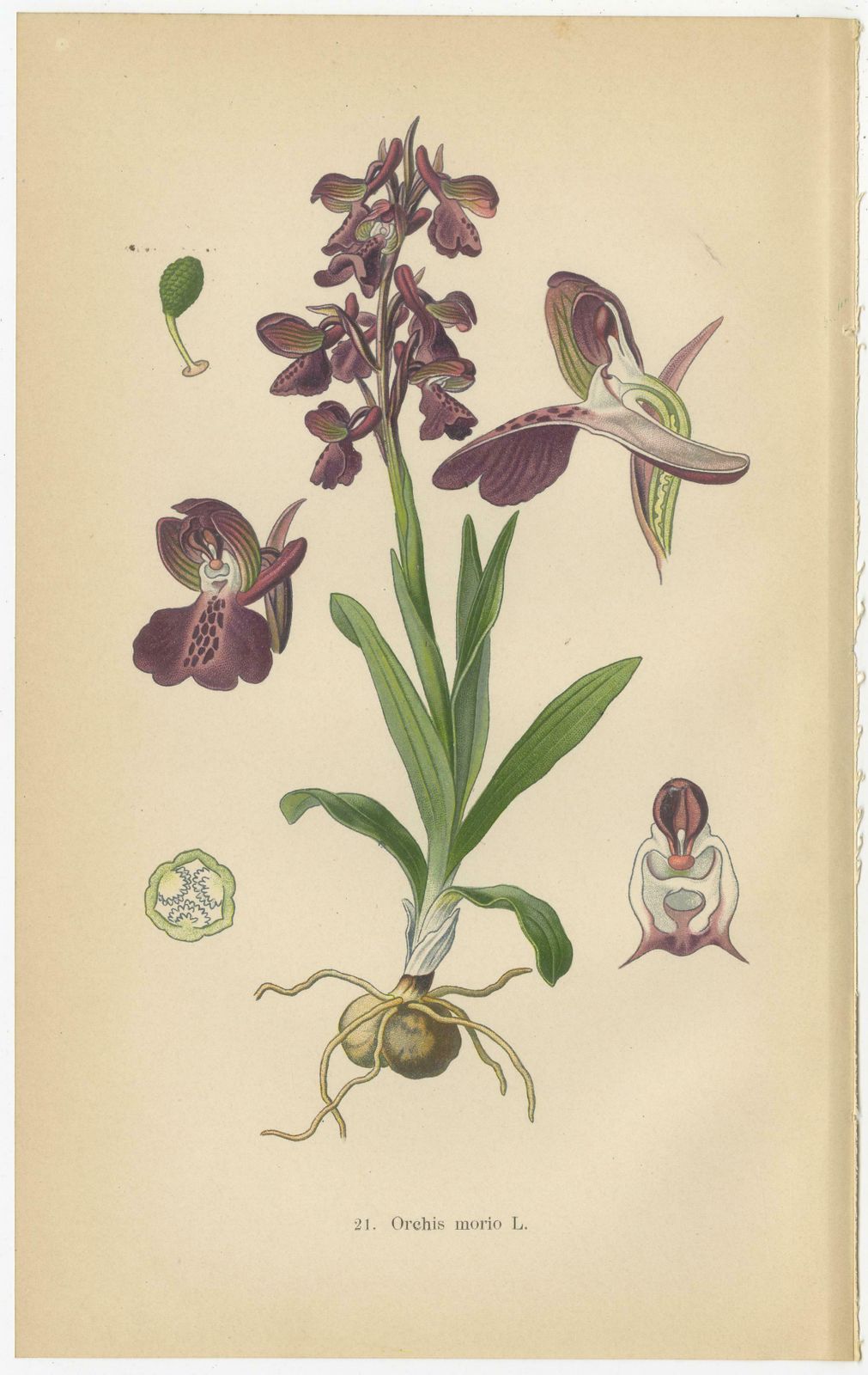 German Meadow Orchids: A Heritage Of Botanical Artistry, 1904 photo for sale