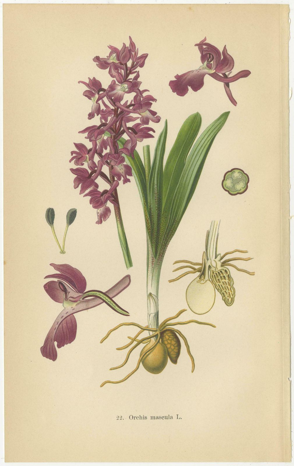 German Meadow Orchids: A Heritage Of Botanical Artistry, 1904 photo Art